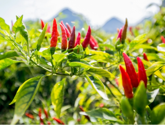 20250210155202_39261.jpg 微信截图_20250210155142.jpg