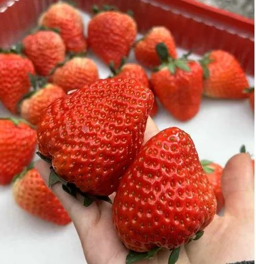 20250220112159_92467.jpg 微信图片_20250220112145.jpg